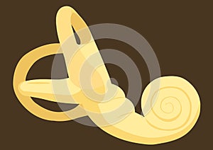 Cochlea Ear Ossicle photo