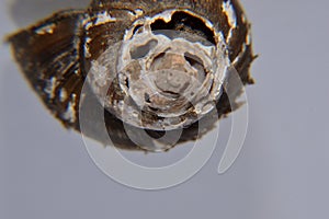 Cochlea snail isolated with with background