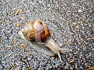 Cochlea snail with shell
