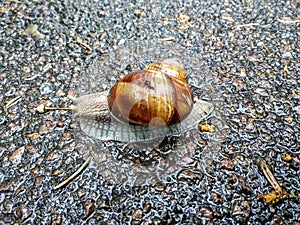 Cochlea snail with shell 2