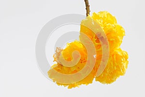 Cochlospermum regium