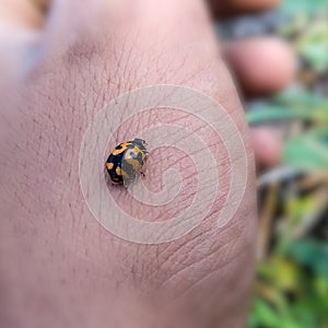 Cocinella transversalis sitting on hand