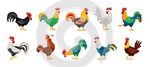 Cock of animal isolated cartoon set icon.Vector illustration set rooster cockerel.Vector cartoon icon cock of animal.