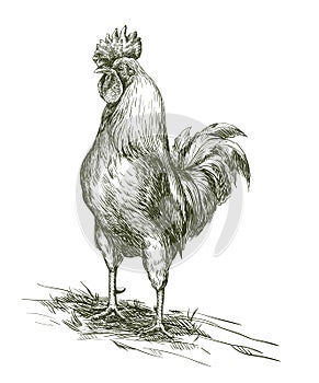 Cock. Aviculture. Poultry breeding. Vector sketch