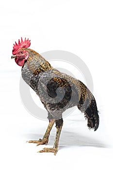 A Cock of Ayam Kampong or Ayam Kampung is the chicken breed reported from Indonesia. The name means simply `free-range chicken` or