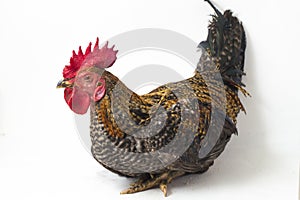 A Cock of Ayam Kampong or Ayam Kampung is the chicken breed reported from Indonesia. The name means simply `free-range chicken` or