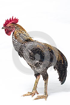 A Cock of Ayam Kampong or Ayam Kampung is the chicken breed reported from Indonesia. The name means simply `free-range chicken` or