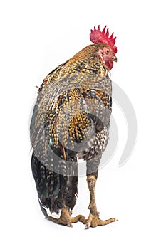 A Cock of Ayam Kampong or Ayam Kampung is the chicken breed reported from Indonesia. The name means simply `free-range chicken` or