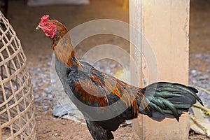 Cock in bamboo cage, Native chicken in Thailand