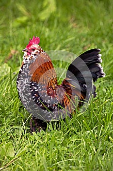 COCK BARBU D`UCCLE MILLE FLEURS, A BELGIUM BREED