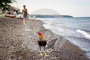 A cock on the beach in Amed, Bali, Indonesia photo