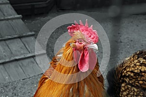 The cock bird close up in farm against a gray background
