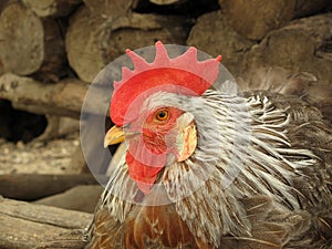 chanticleer rooster