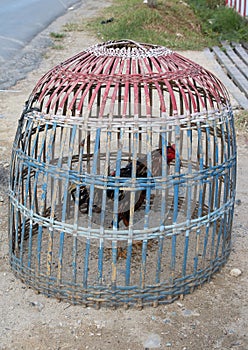 for cockfighting