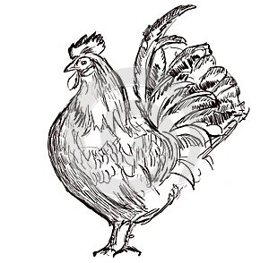 Cock hand drawn illustration,art design