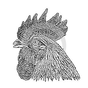 Cock Head Vector Illustration