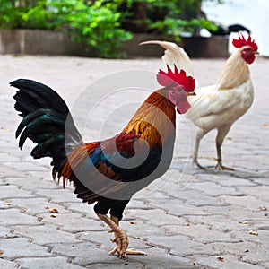 A gallinas 