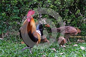 Cock, hen and chicks at lawn