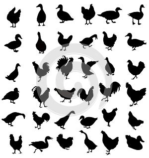 Cock,Hen,Duck Silhouette Set -Vector