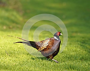 Cock pheasant in breeding plumage photo