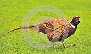 Pheasant (Phasianinae colchicus)