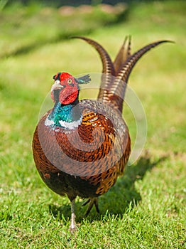 Pheasant photo