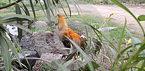 A cock is roaming here and there for food to eat.