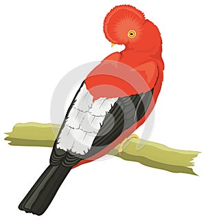 cock of the rock bird vector illustration transparent background