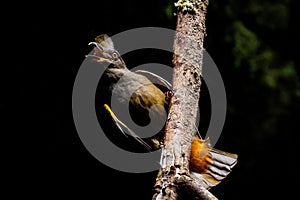 Cock-of-the-rock female bird in the caves of amazon forest