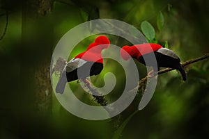 Cock-of-The-Rock, Rupicola peruvianus, red bird with fan-shaped crest perched on branch in its typical environment of tropical