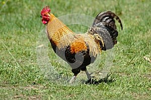 or rooster