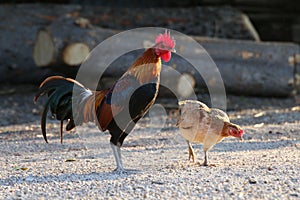 Cock, Rooster Asia and broody Hen Family, Fighting cock, Gamecock in the countryside photo