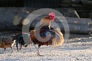 Cock, Rooster Asia, Fighting cock, Gamecock in the countryside