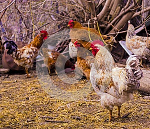 Cock. Rooster portrait.