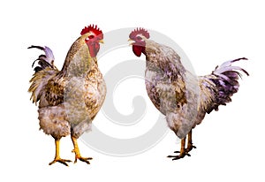 Cock. Rooster portrait. Rooster on a farm. Rooster and chickens. farm. a family. beautiful male rooster isolated on white backgrou