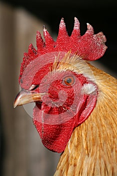 Cock's Portrait