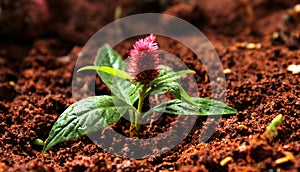 Cock`sComb Plant on sand