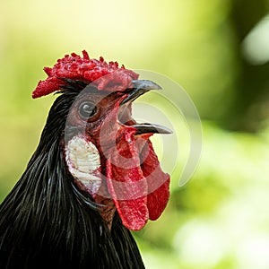 A cock sings in the morning photo