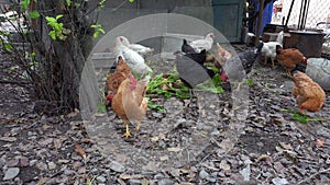 and hens in rustic courtyard