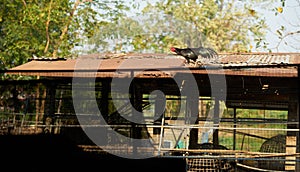 Cock is walking on roof of old farmhouse