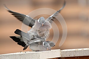 of the wood pigeons on the roof photo