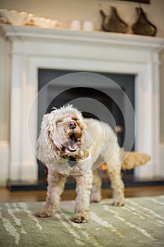 Cockapoo barking in front of fire