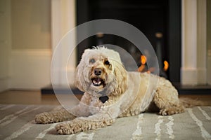 Cockapoo barking in front of fire