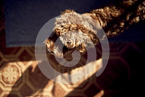 cockapoo in the bright light of a spring day, from above