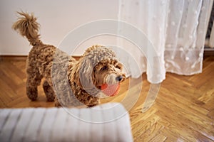 the cockapoo carries a small orange ball in its teeth