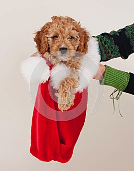 Cockapoo christmas puppy