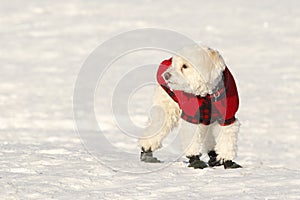 Cockapoo in Coat and Boots