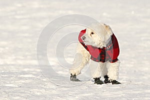 Cockapoo in Coat and Boots photo