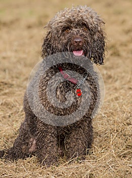 Cockapoo Dog