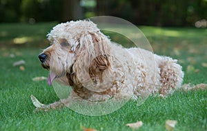 Cockapoo dog in the garden